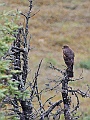 Alaska Wildlife-37